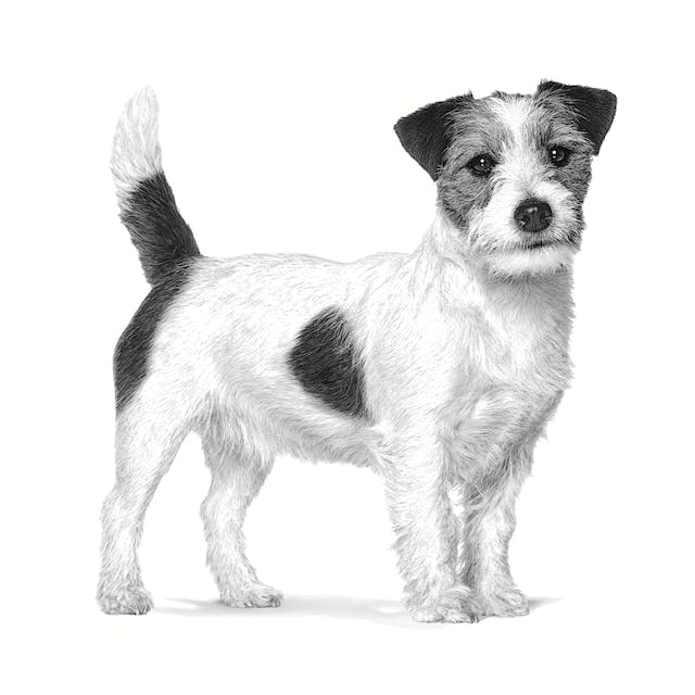 Alimento secco Royal Canin Gastrointestinal Low Fat 1,5 kg per cani di piccola taglia Alimento secco Royal Canin Gastrointestinal Low Fat 1,5 kg per cani di piccola taglia